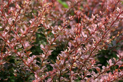 Unknown Foliage