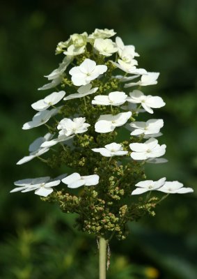 Hydrangea Blossoms