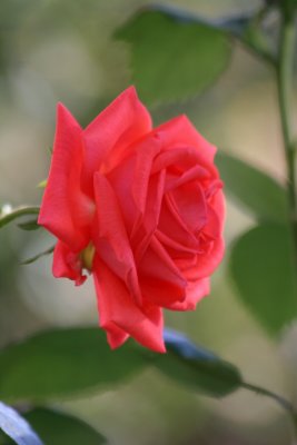 Tropicana Rose