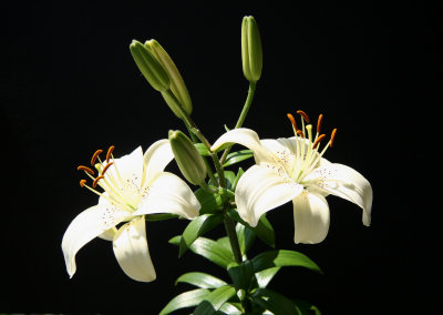 Lilies