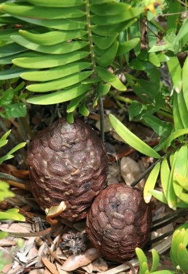 Unknown Plant - Grand Park Residential Community