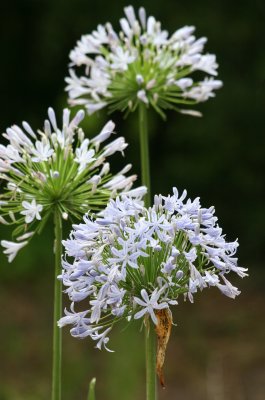 Unknown Plant - Grand Park Residential Community