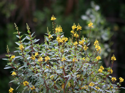 Unknown Plant - Grand Park Residential Community