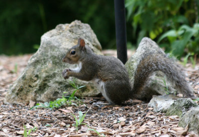 Squirrel - Grand Park Residential Community