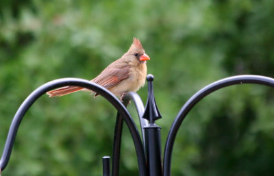 Cardinal - Grand Park Residential Community