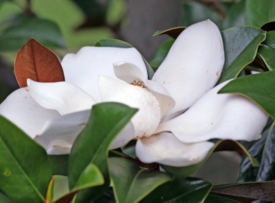 Magnolia Blossom - Grand Park Residential Community