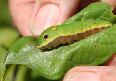 Spice Bush Caterpillar -Grand Park Residential Community