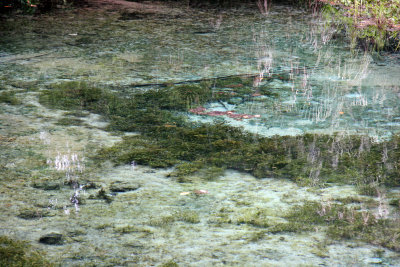 Rainbow Springs State Park