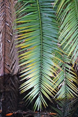 Rainbow Springs State Park