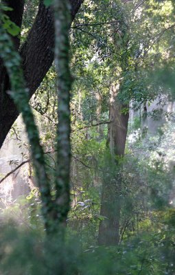 Rainbow Springs State Park