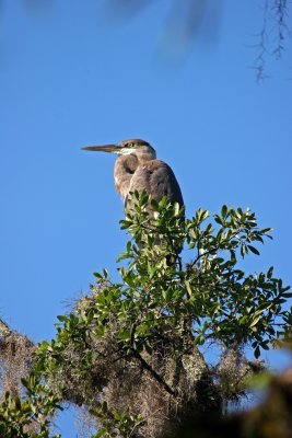 Great Blue Heron - Rainbow Springs State Park
