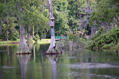 Cormorant - Rainbow River Boat Ride