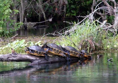 Turtles - Rainbow River Boat Ride