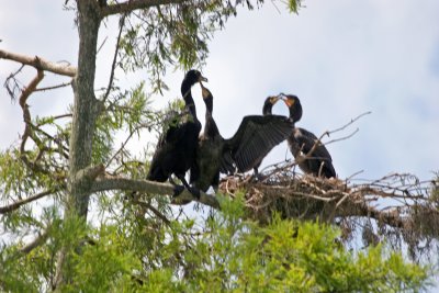 Cormorant Rookery - Rainbow River Boat Ride