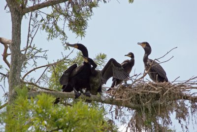 Cormorant Rookery - Rainbow River Boat Ride