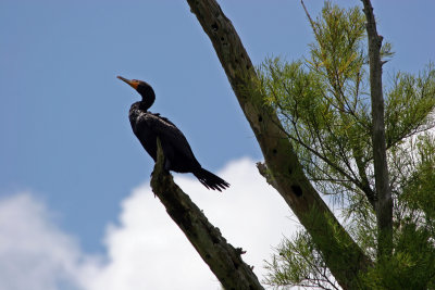 Cormorant - Rainbow River Boat Ride