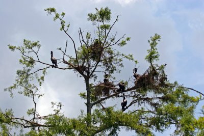 Cormorant Rookery - Rainbow River Boat Ride