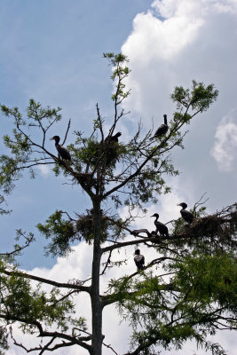 Cormorant Rookery - Rainbow River Boat Ride