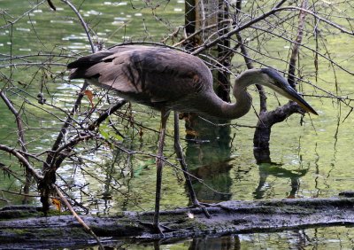 Blue Heron - Wildlife State Park