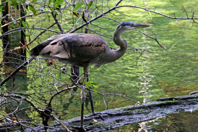 Blue Heron - Wildlife State Park