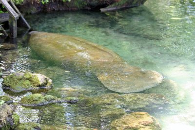 Manatee - Wildlife State Park