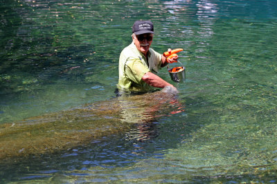 Manatee Feeding Time - Wildlife State Park