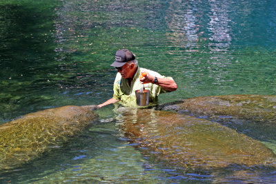 Manatee Feeding Time - Wildlife State Park