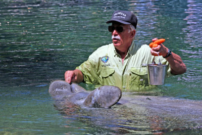 Manatee Feeding Time - Wildlife State Park