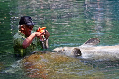 Manatee Feeding Time - Wildlife State Park