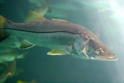 Fish Aquarium - Wildlife State Park