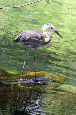 Blue Heron - Wildlife State Park