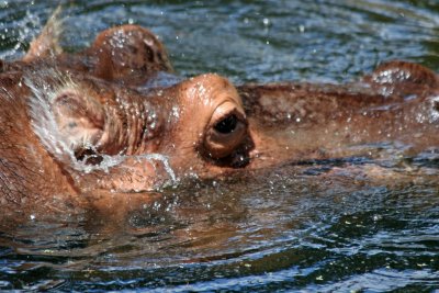 Hippopotamus - Wildlife State Park