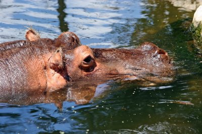 Hippopotamus - Wildlife State Park