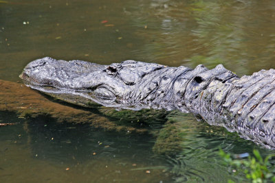 Aligator - Wildlife State Park