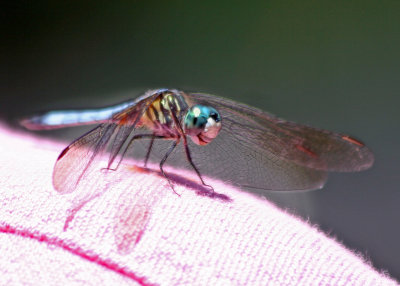 Dragon Fly - Wildlife State Park