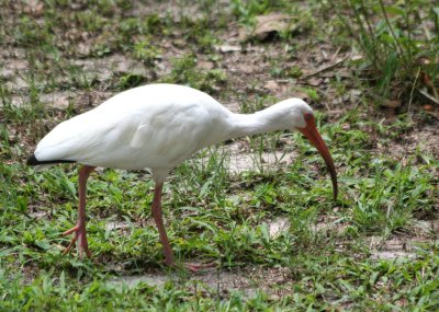 Ibis - Wildlife State Park