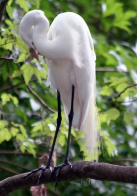 Egret - Wildlife State Park