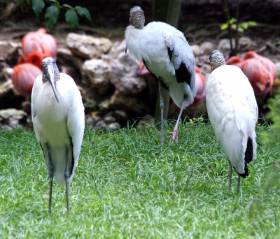 Wood Storks - Wildlife State Park