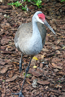 Sandhill Crane - Wildlife State Park