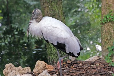 Wood Stork - Wildlife State Park