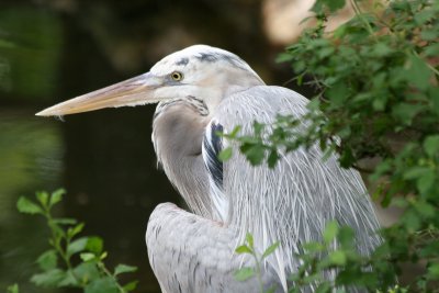 Blue Heron - Wildlife State Park