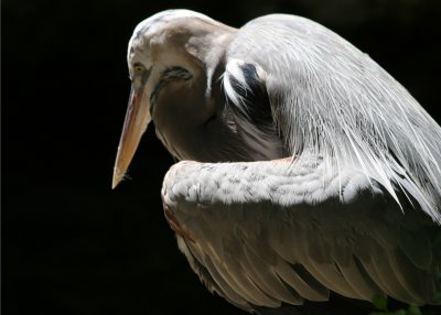 Great Blue Heron - Wildlife State Park