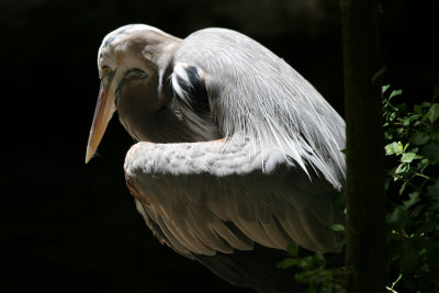 Blue Heron - Wildlife State Park