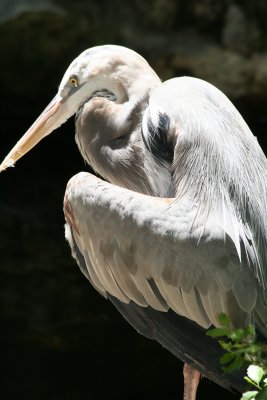 Blue Heron - Wildlife State Park