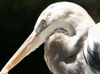 Blue Heron - Wildlife State Park