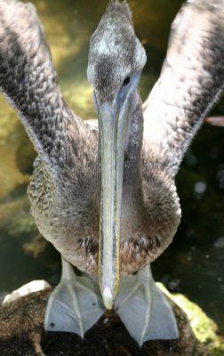 Pelican - Wildlife State Park