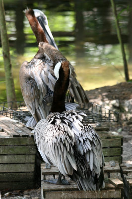 Pelicans - Wildlife State Park