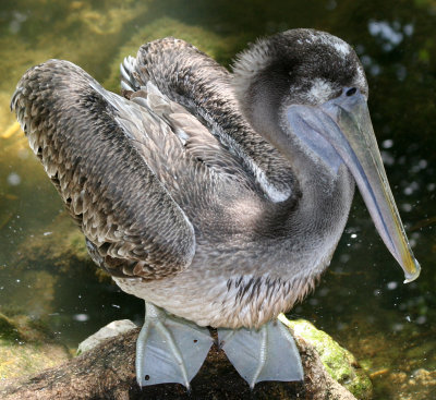 Pelican - Wildlife State Park