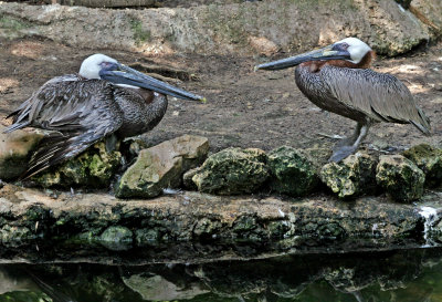 Pelicans - Wildlife State Park