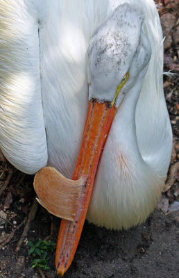 Pelican - Wildlife State Park